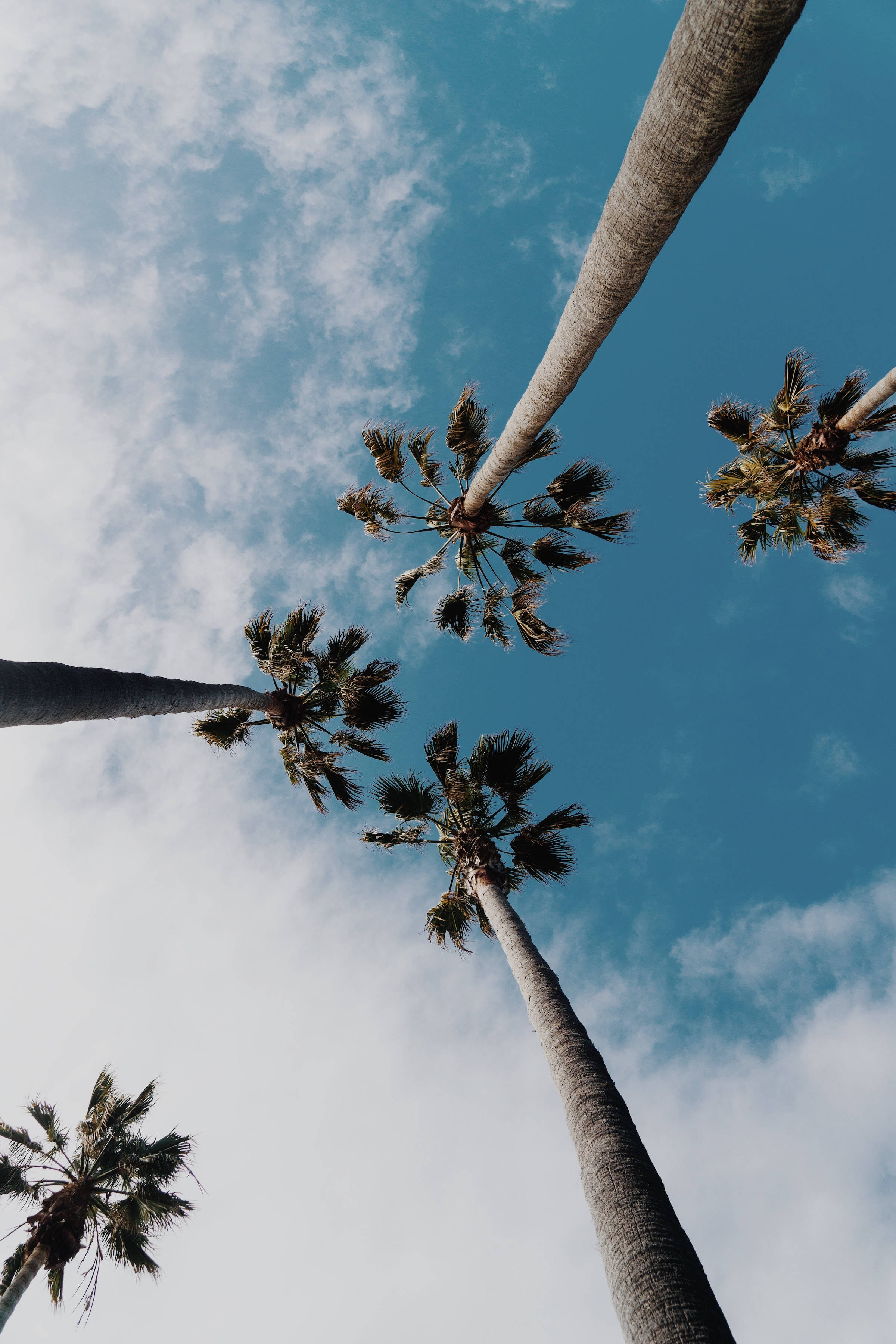 omkranser skønne blå æstetiske kokosnødtræer og himmel Wallpaper