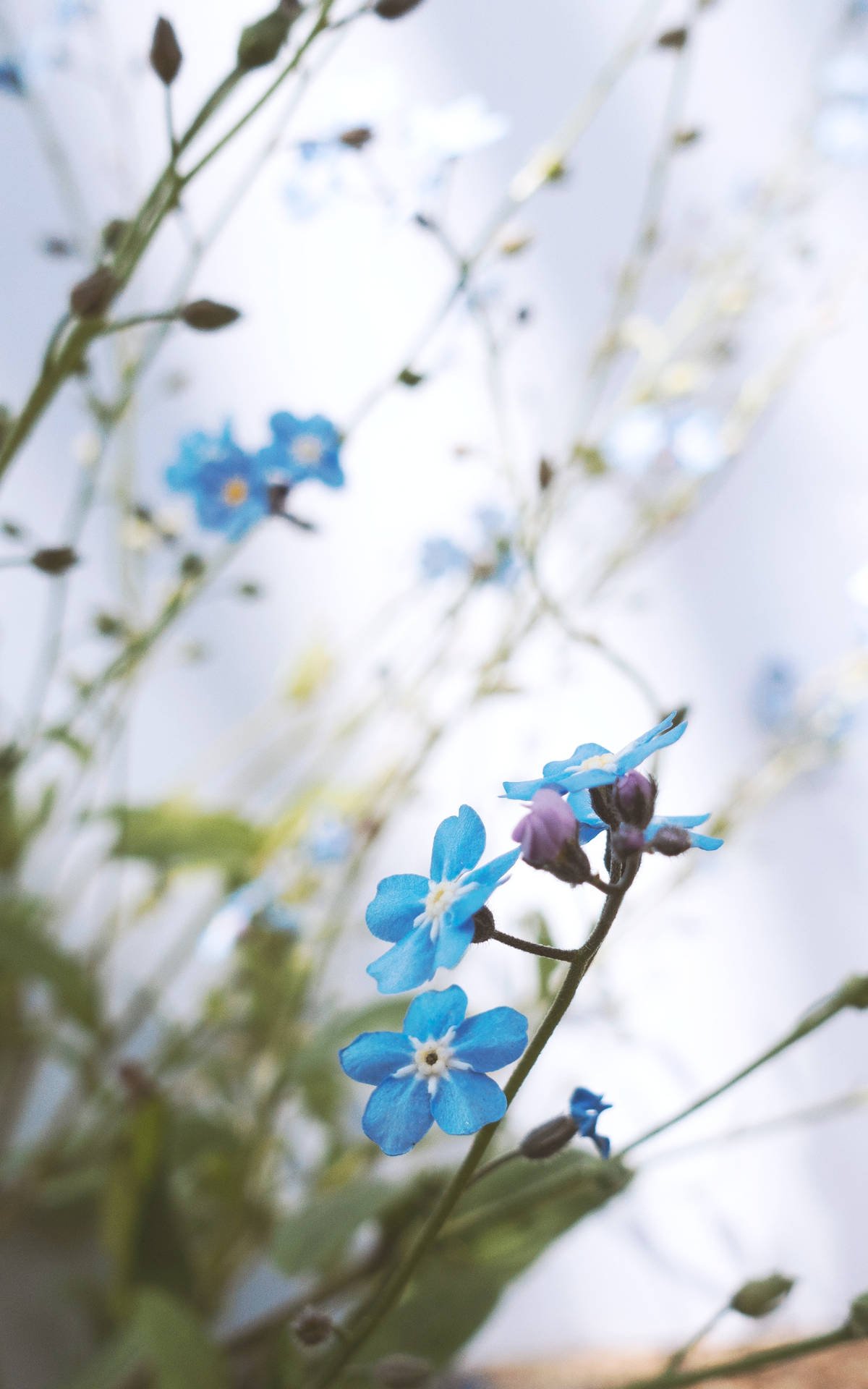 Cute Blue Forget Me Not Wallpaper