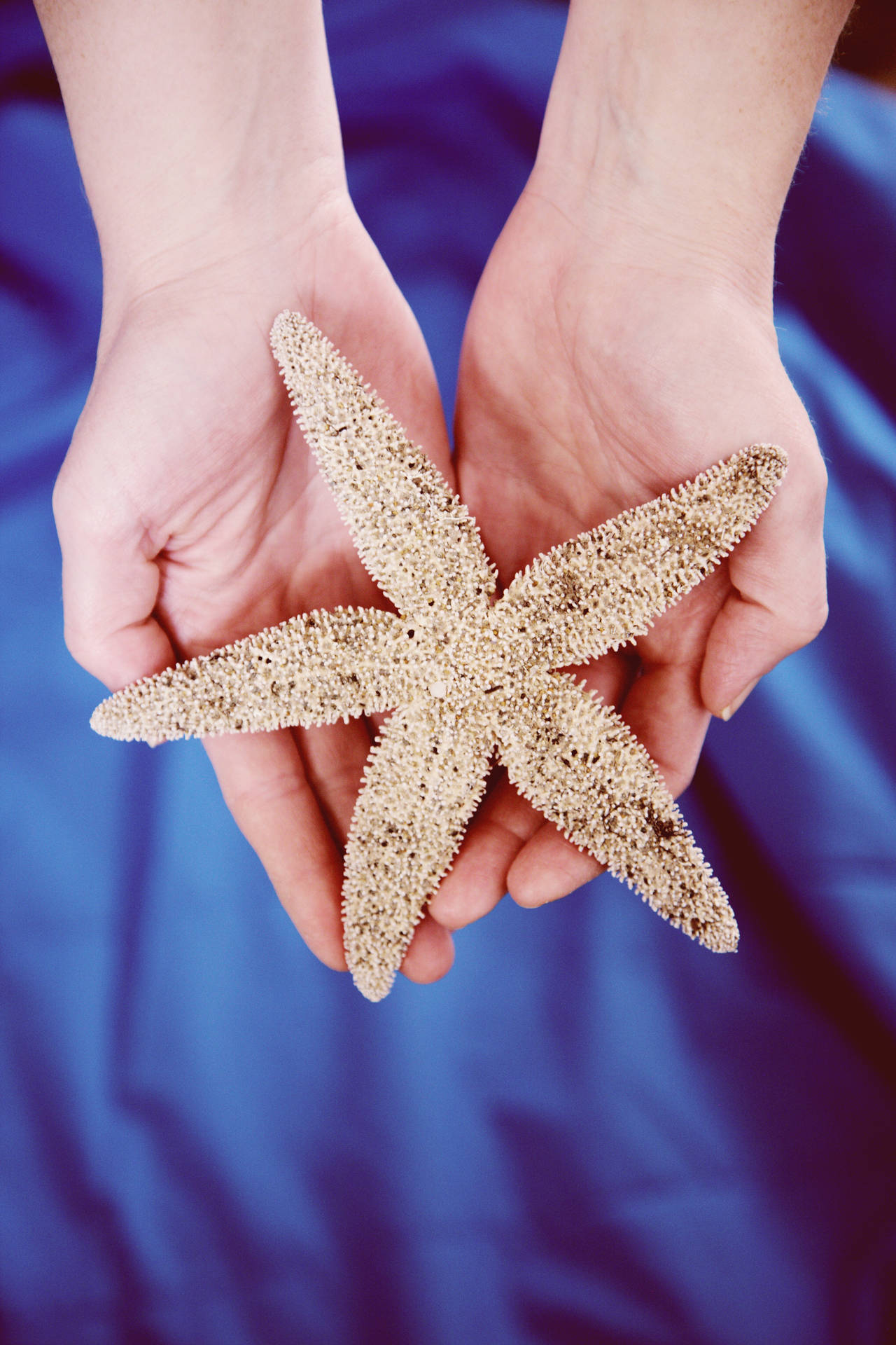Cute Blue Starfish Wallpaper