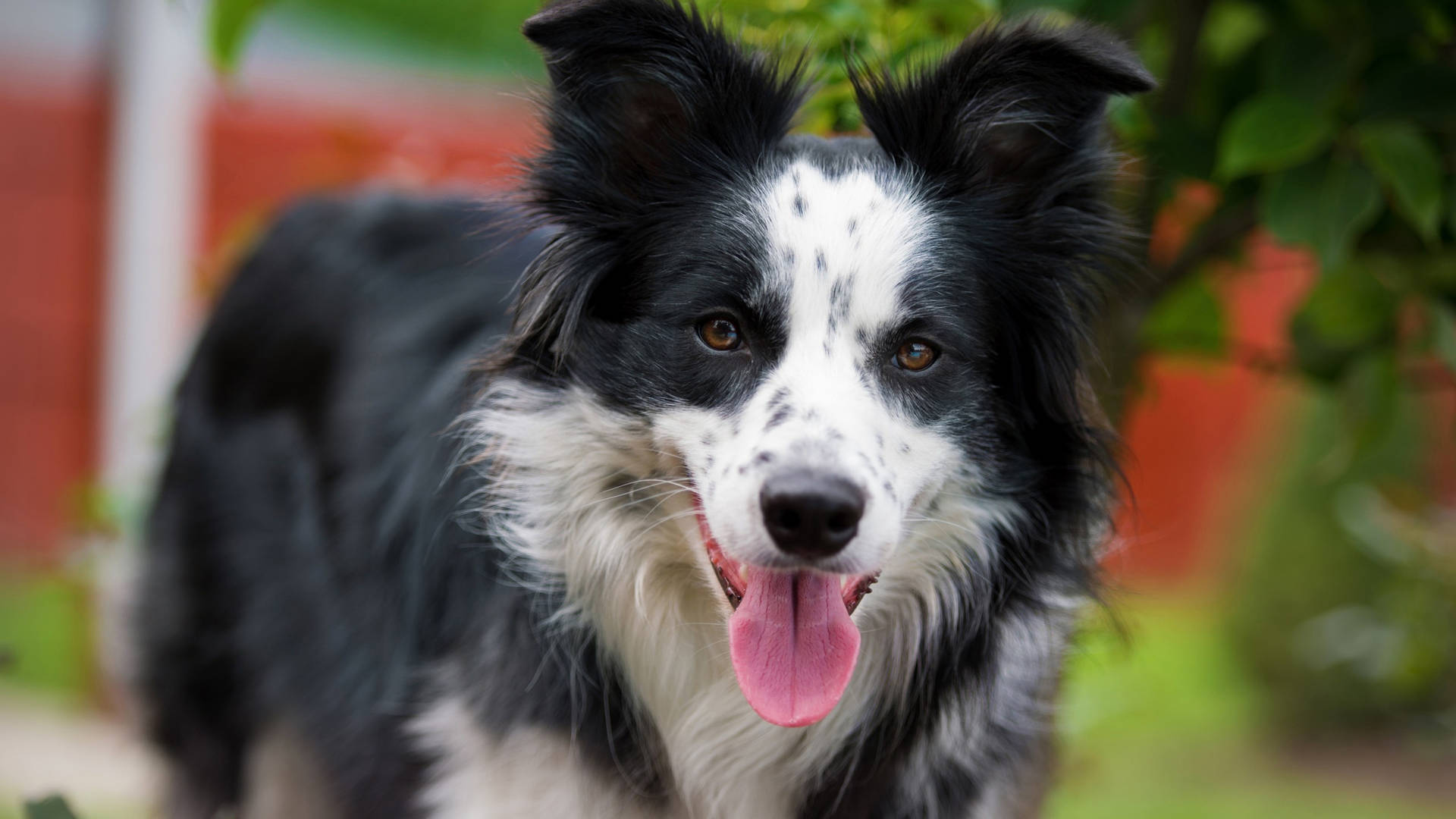Cute Border Collie Dog Tongue Background