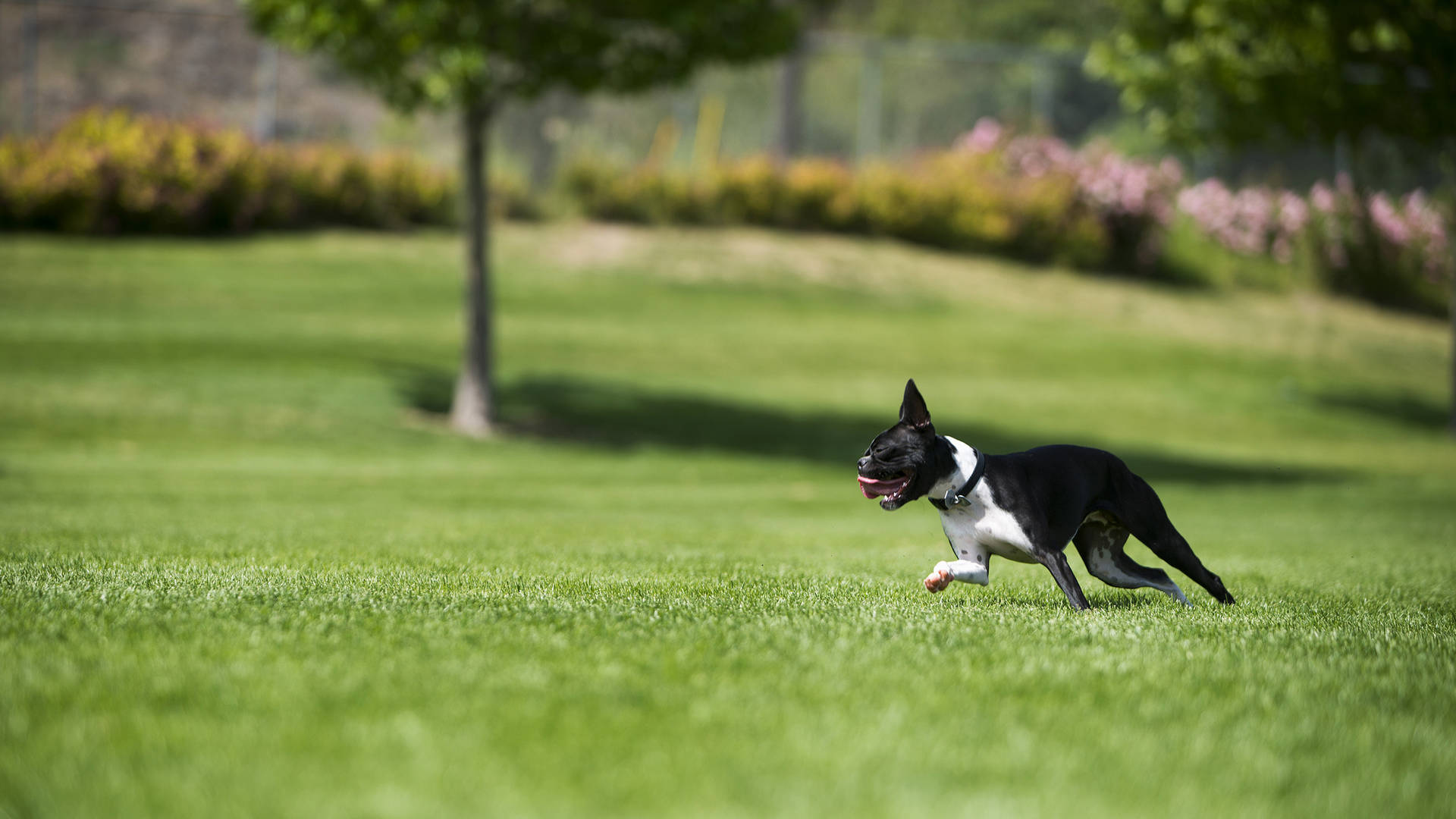 Cute Boston Terrier Dog Running On Field Wallpaper
