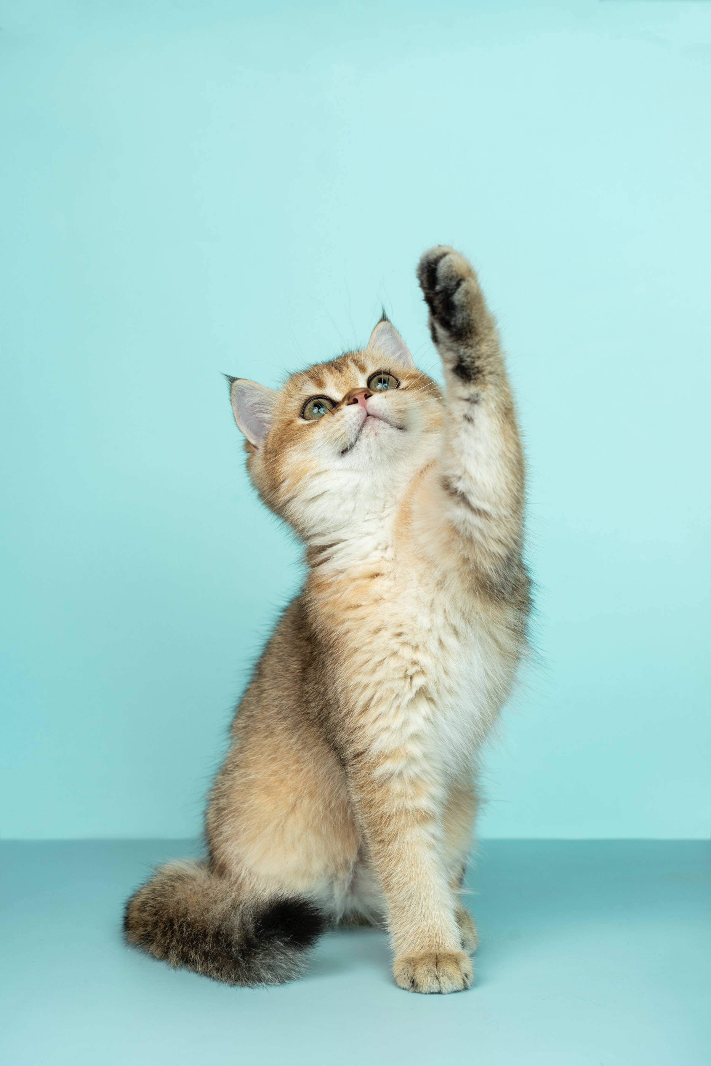 Cute British Shorthair Cat PFP Wallpaper
