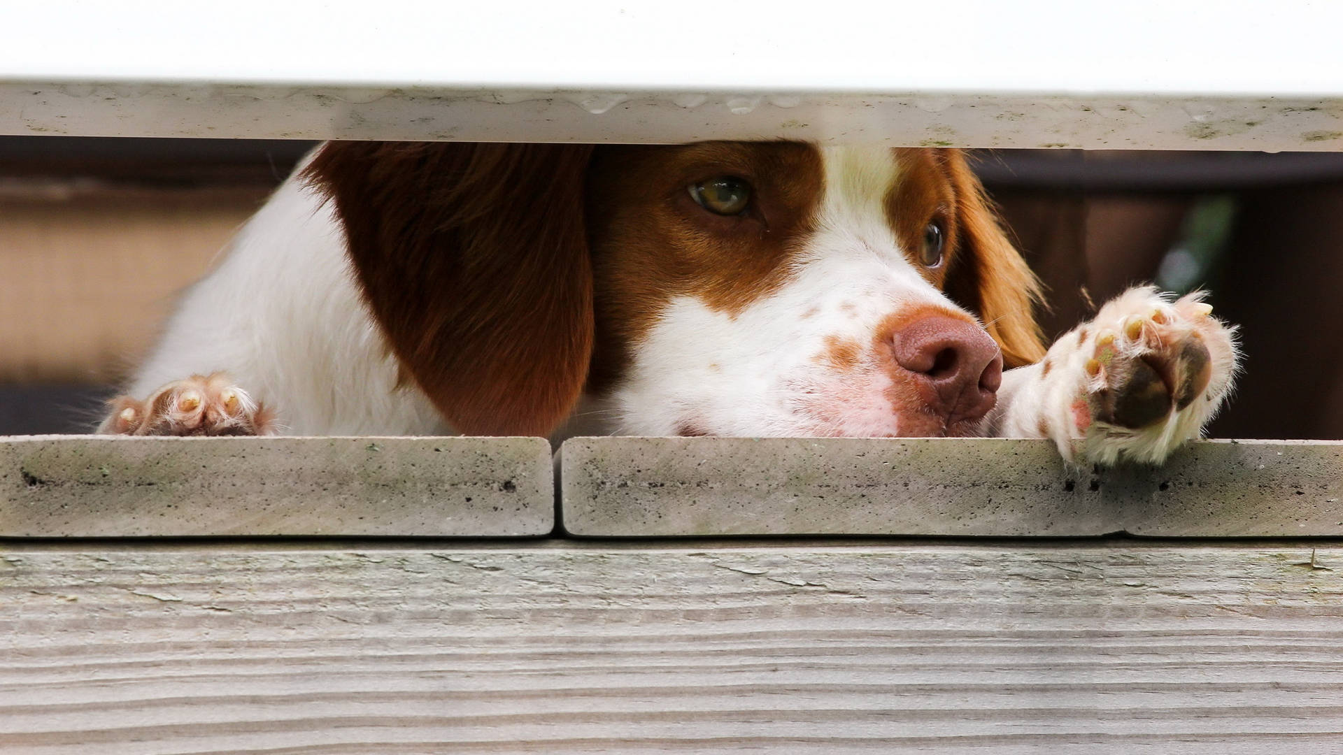 Cute Brittany Dog Behind Wooden Fence Background