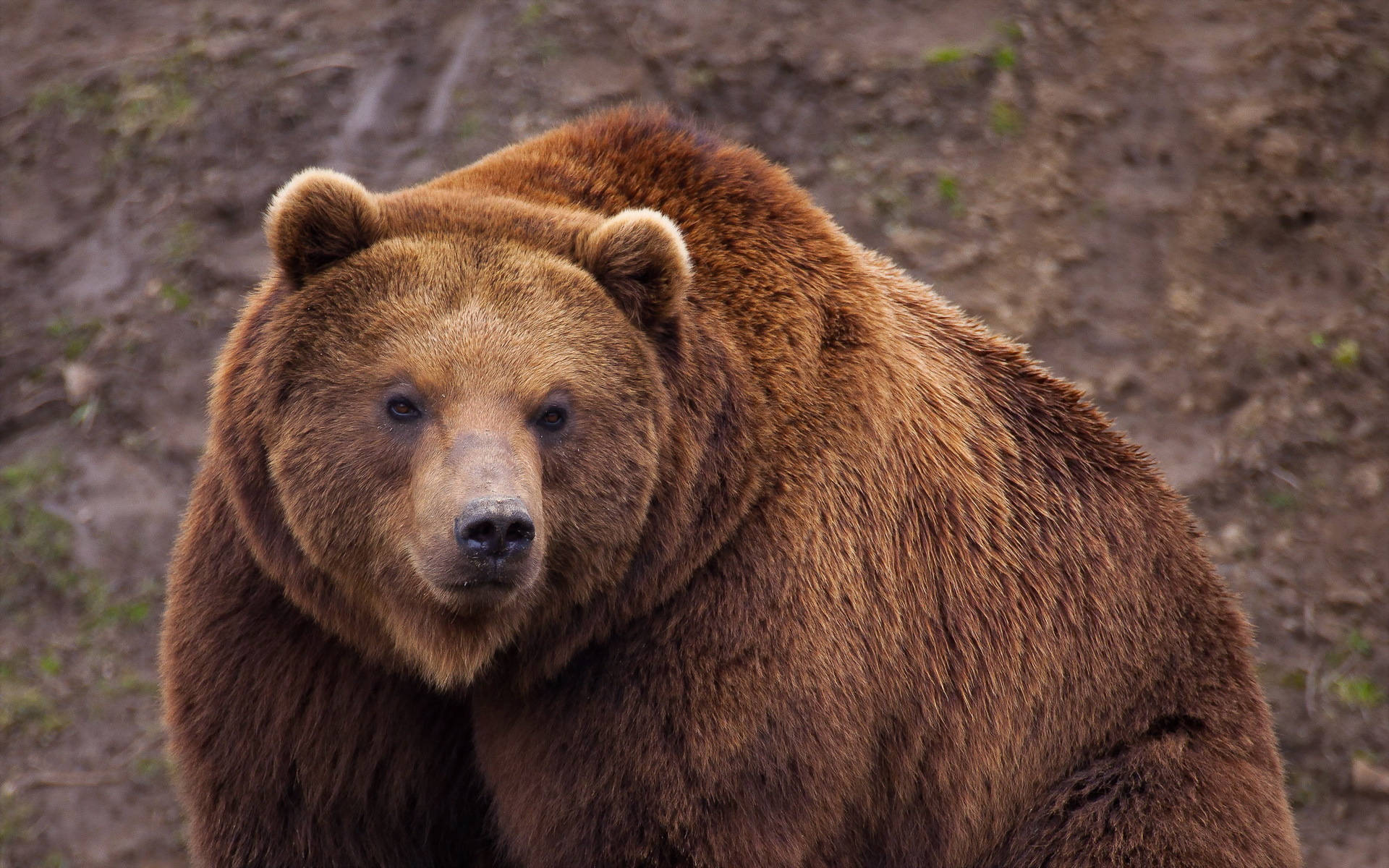 En sød og sød brun bjørn tapet. Wallpaper
