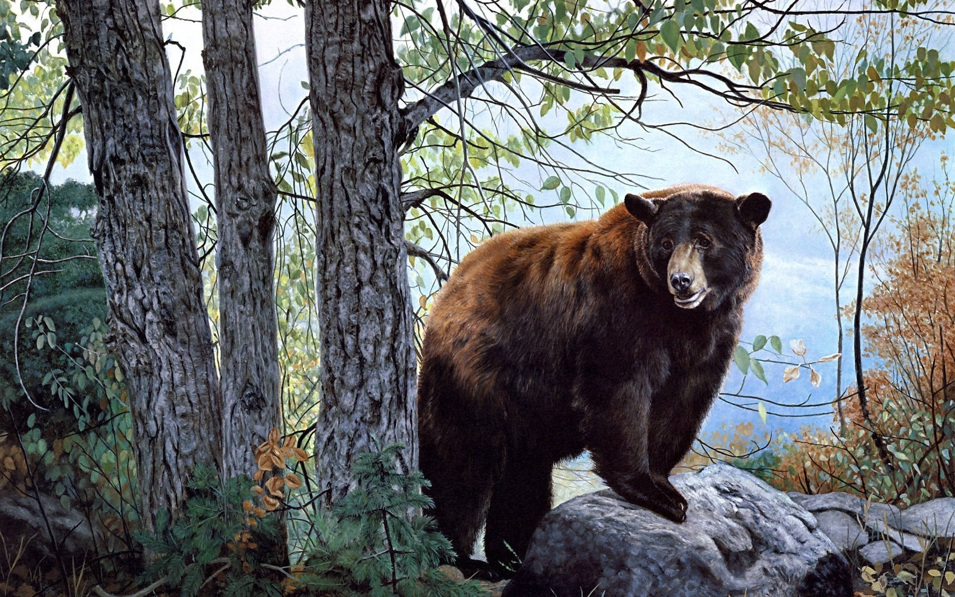 En sød og glad brun bjørn klar til kram. Wallpaper