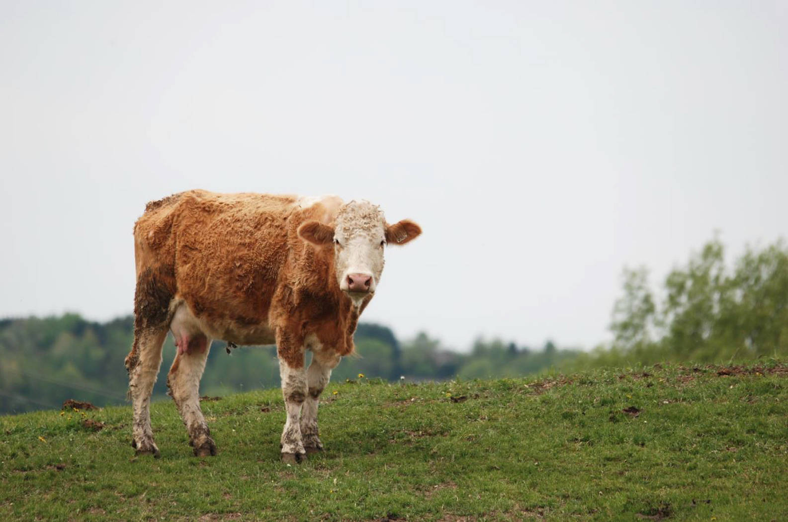 Cute Brown Cow Standing On Hill Wallpaper