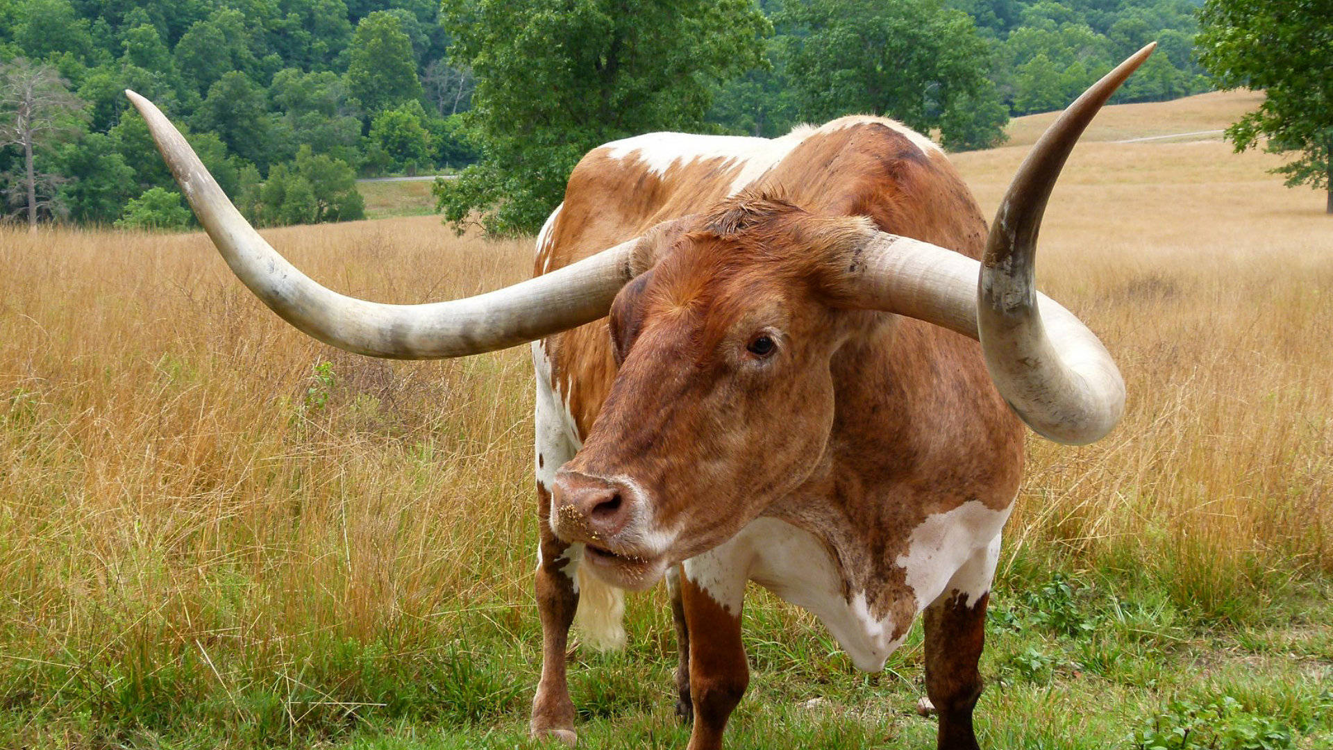 Süßebraune Kuh Mit Gebogenen Hörnern Auf Der Wiese Wallpaper