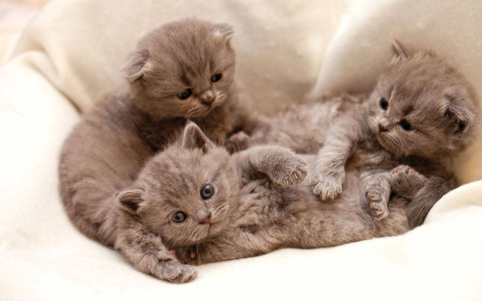Two cute gray kittens snuggling in a basket Wallpaper
