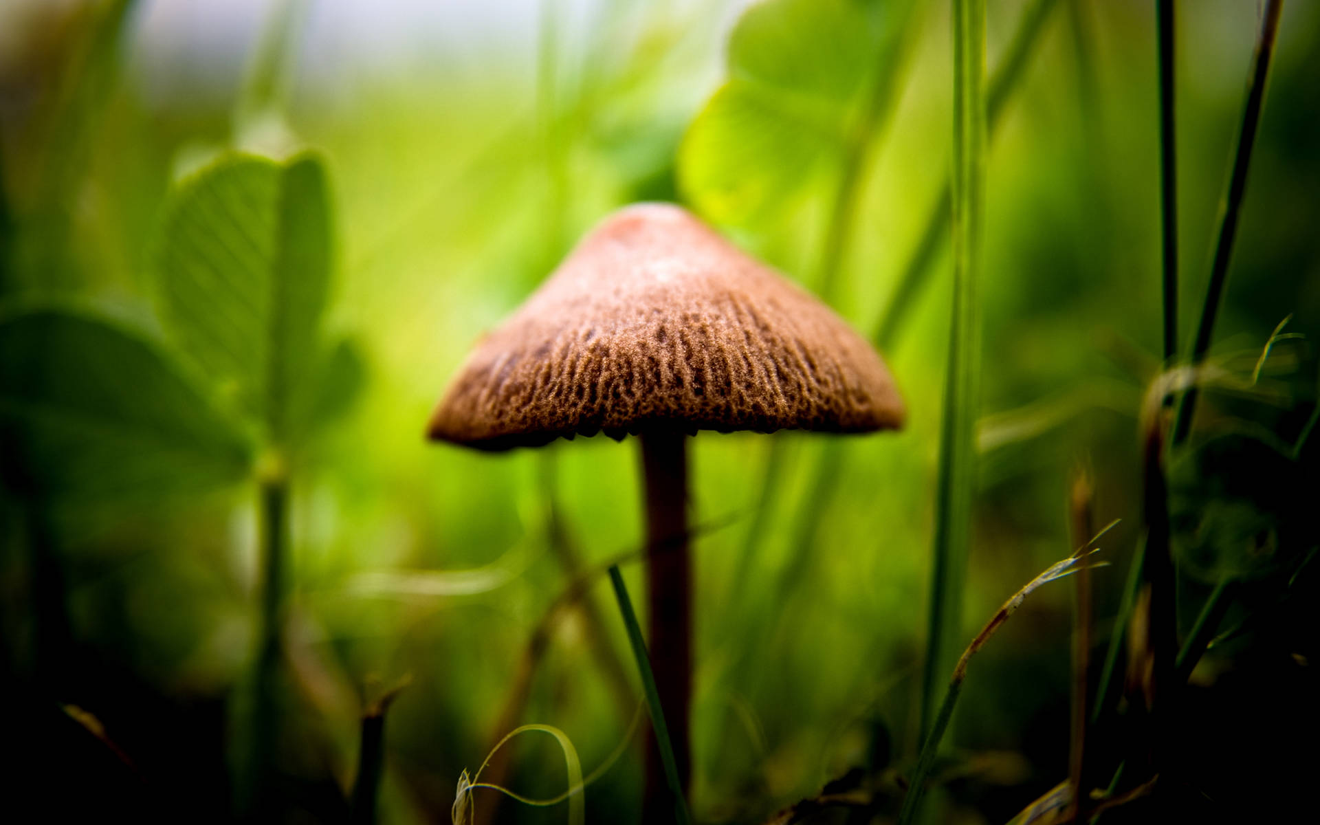 Sød brun svamp med hård hat Wallpaper