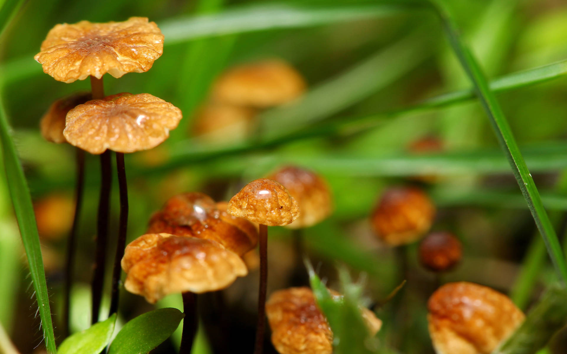 Søde brune svampe af forskellige højder Wallpaper