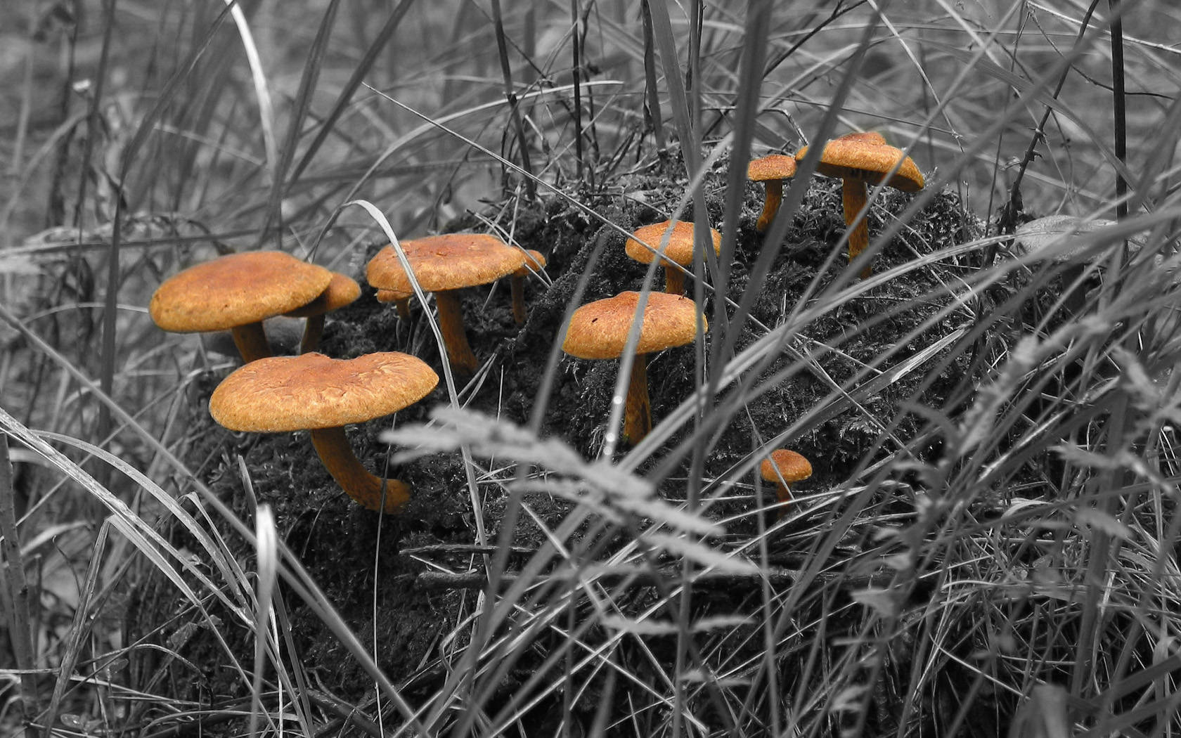 Cute Brown Mushrooms On Grayscale Grass Wallpaper