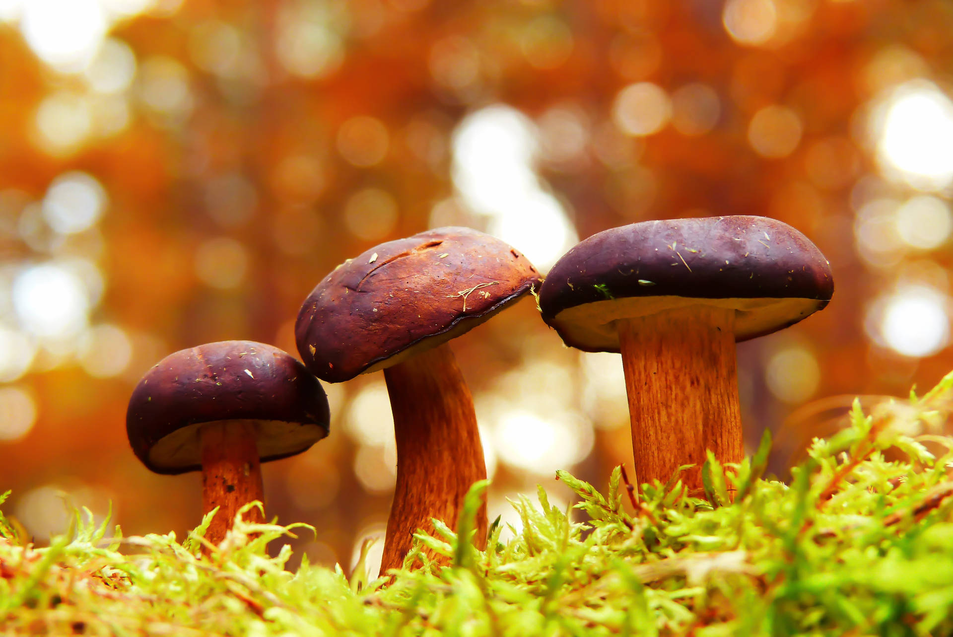 Cute Brown Mushrooms On Light Green Leaves