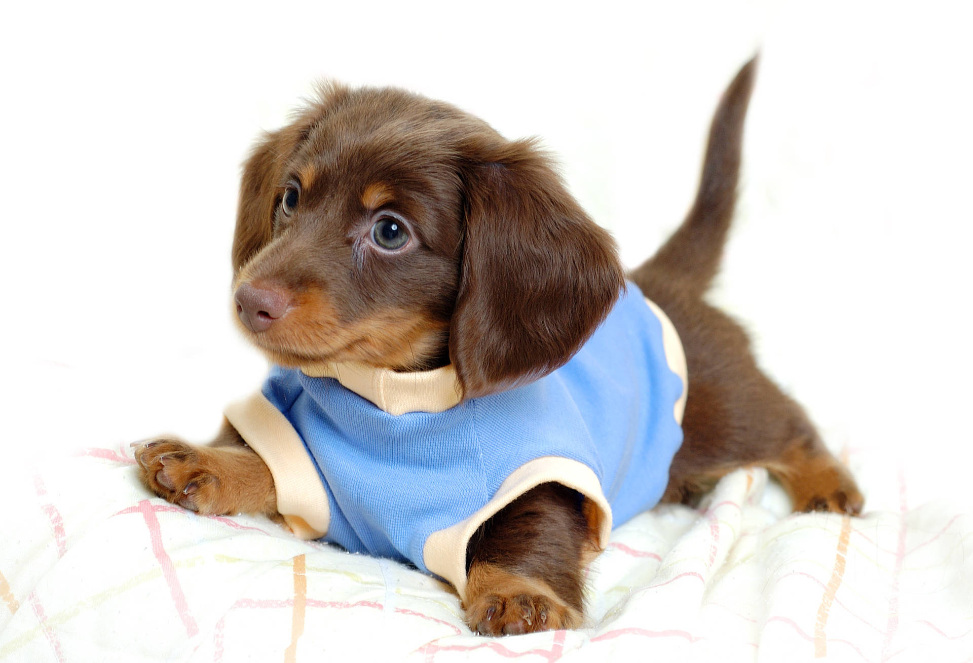 Cute brown puppy image wallpaper.