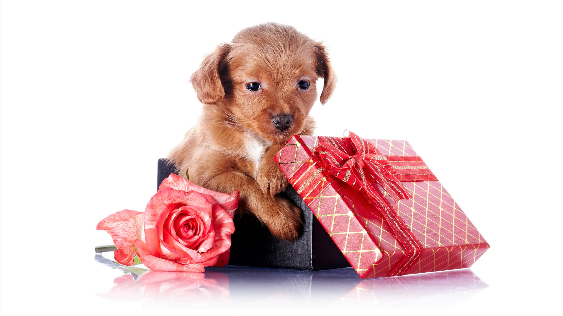 Cute Brown Puppy With Gifts