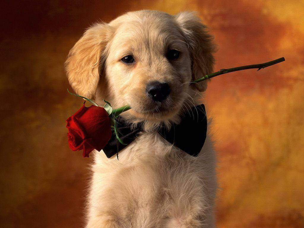 Cute Brown Puppy With Red Rose