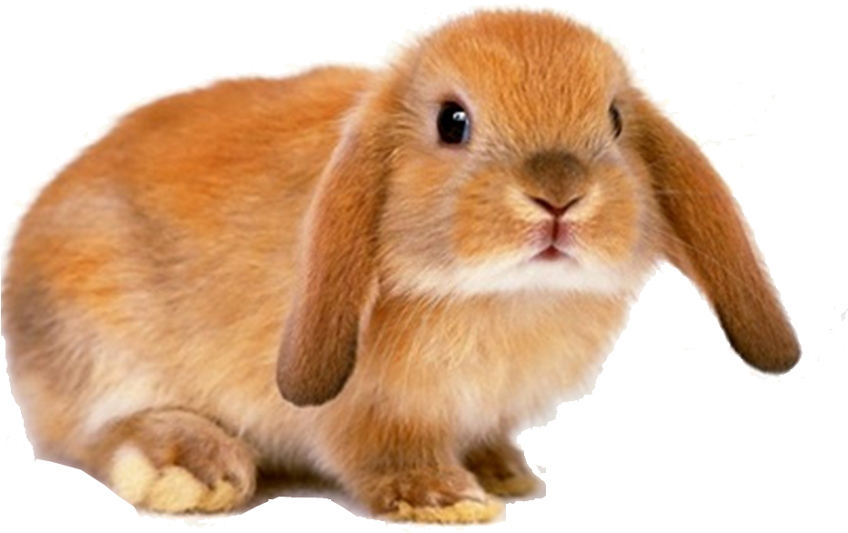 Cute Brown Rabbit Transparent Background PNG