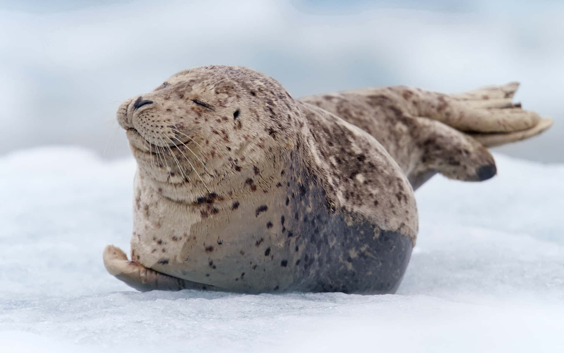 Cute Brown Seal Basking On An Ice Floe Wallpaper