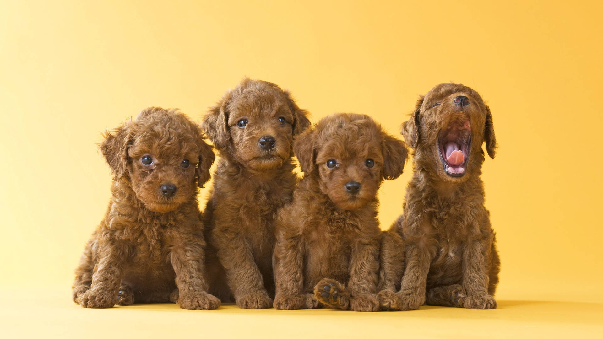 Cute Brown Toy Poodle Dogs Litter Background