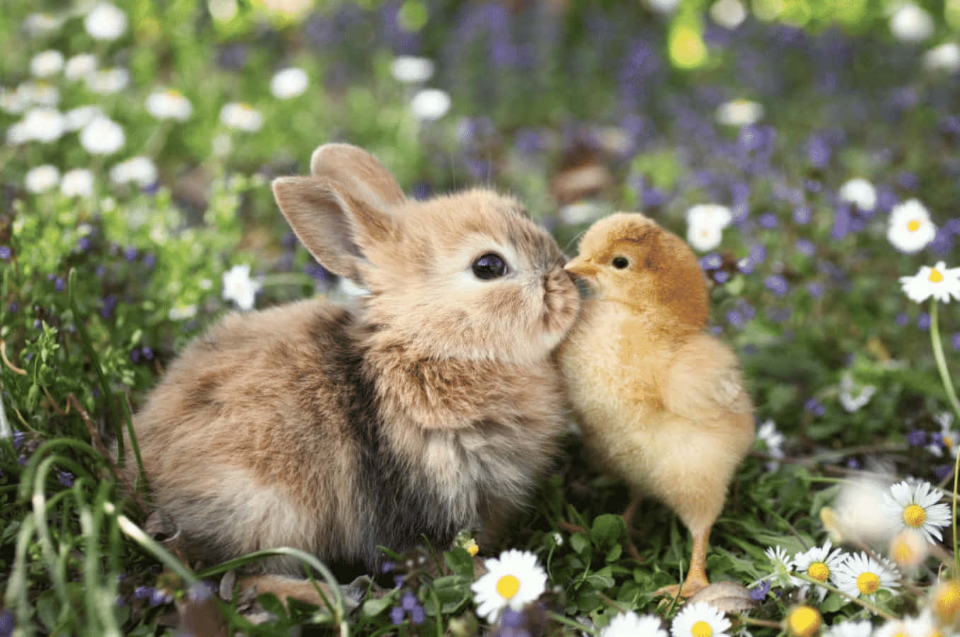 Cute Bunny And Chicken Picture