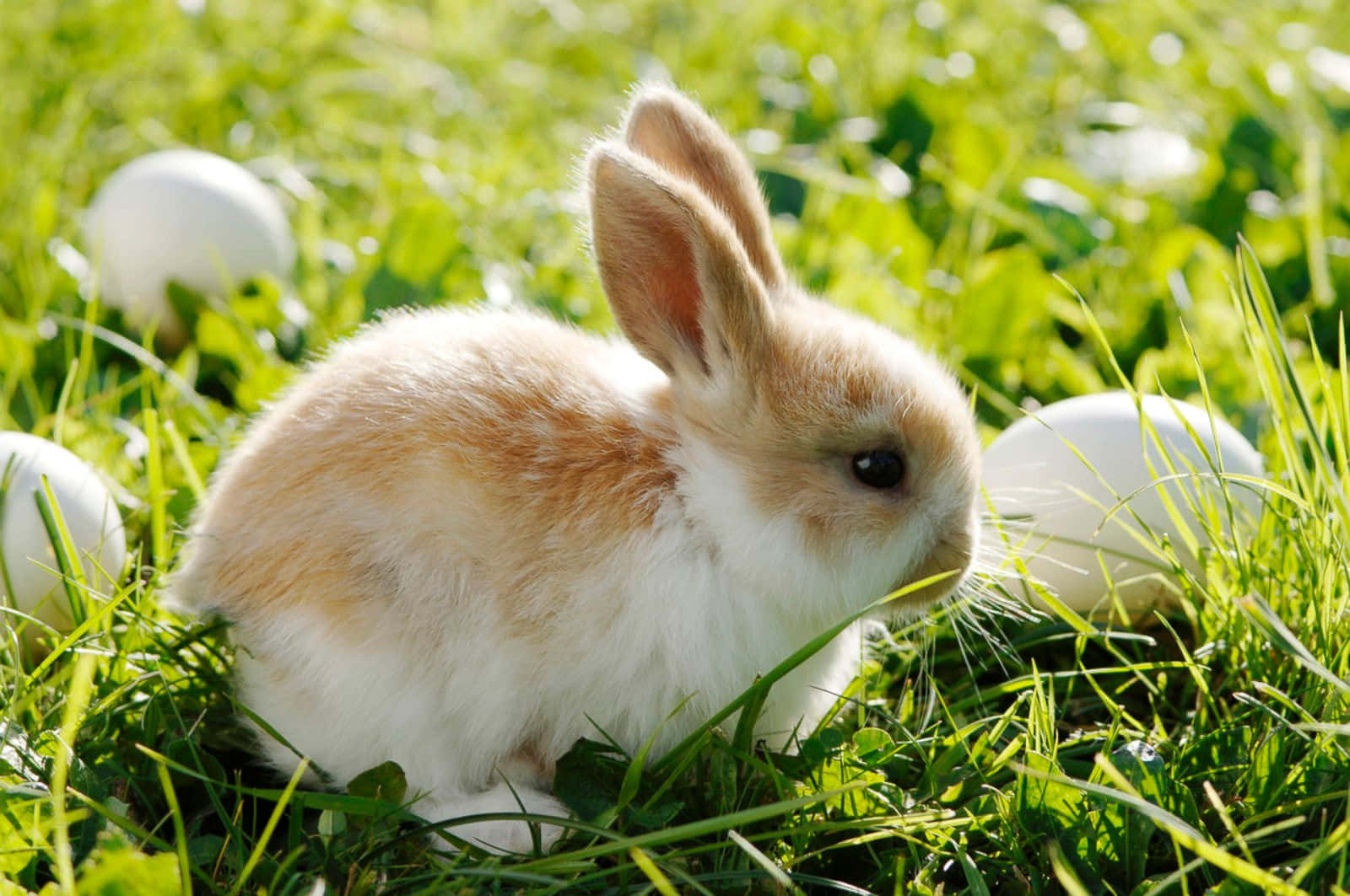 Cute Bunny And Eggs Picture