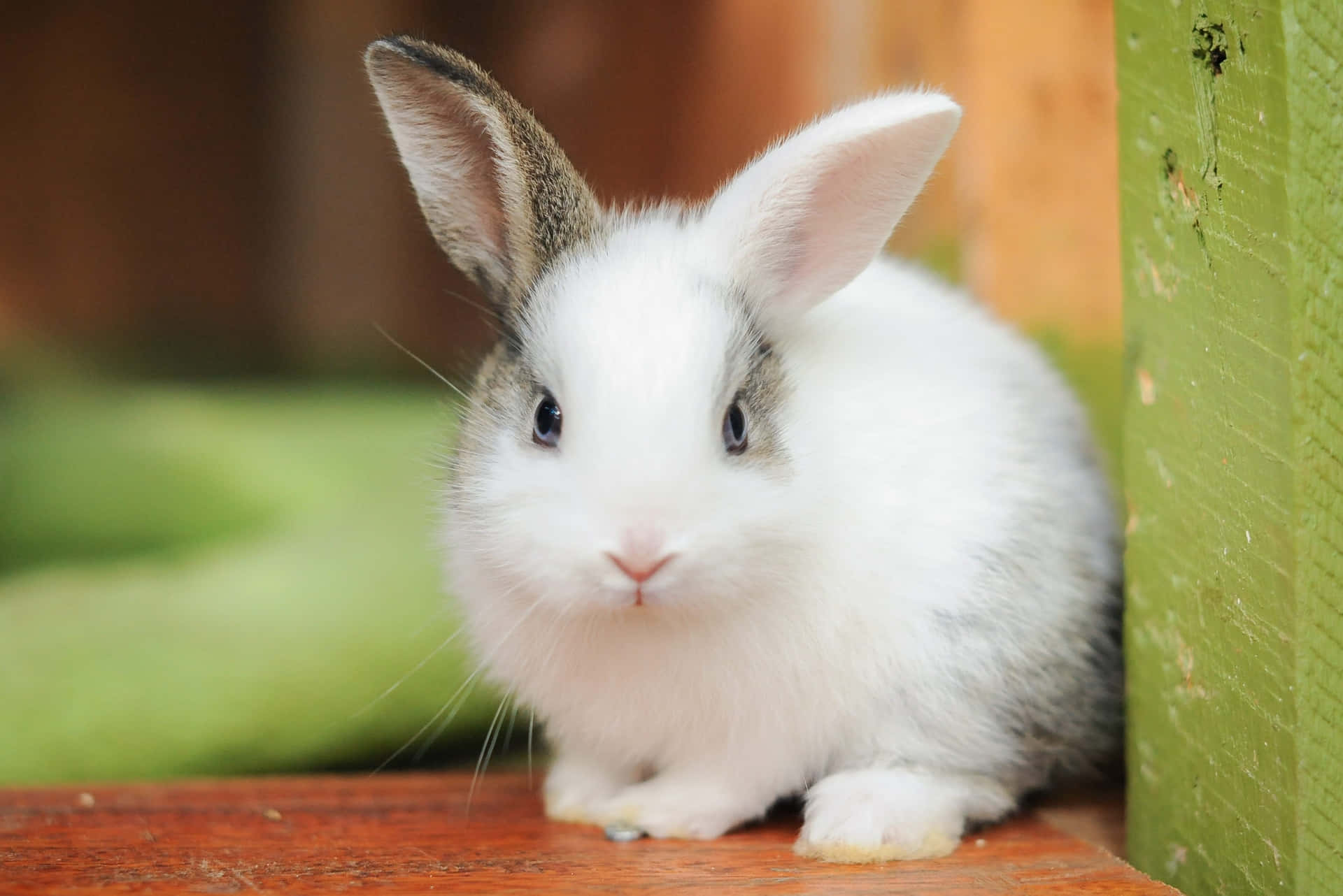 Cute Bunny At Home Picture