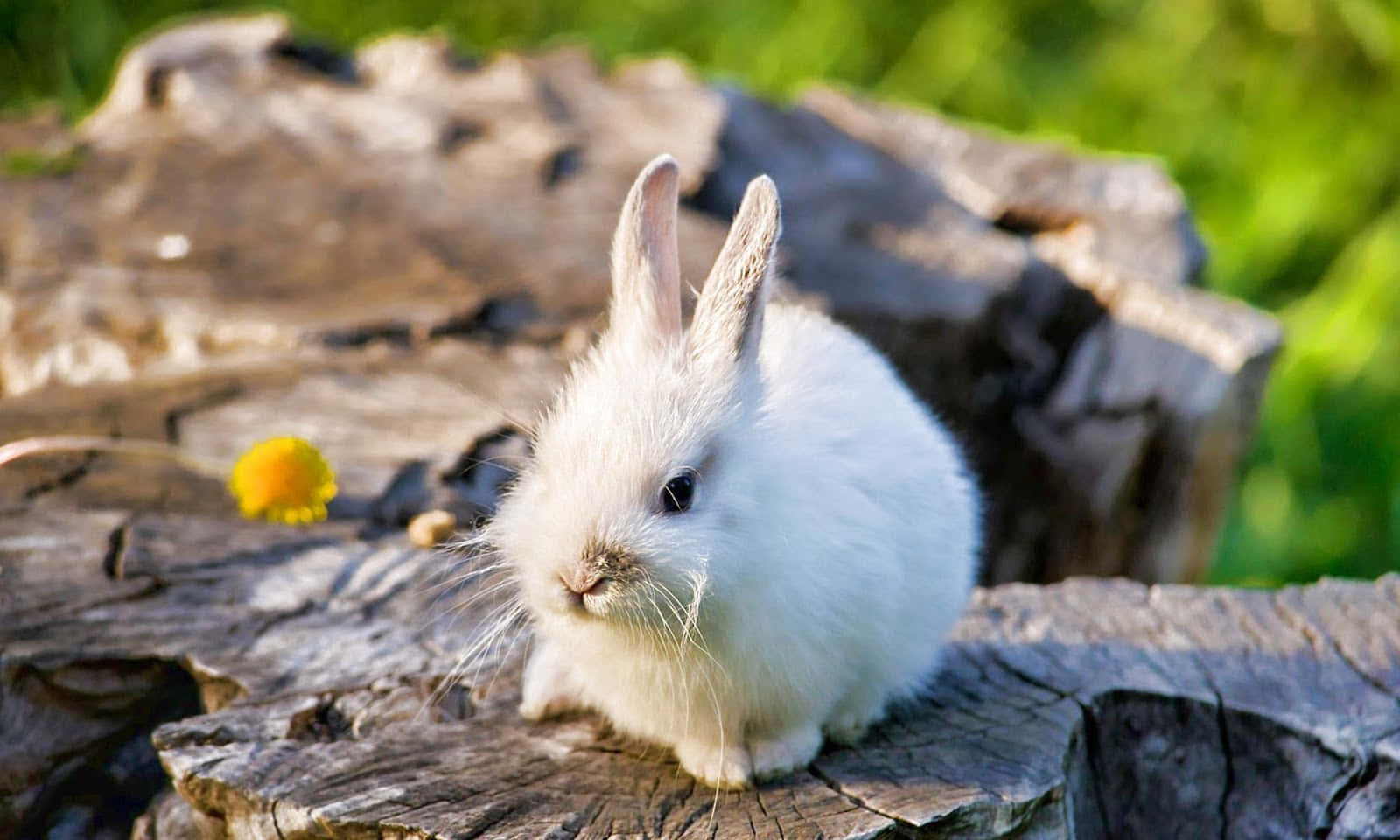Lille hvide søde kanin billede