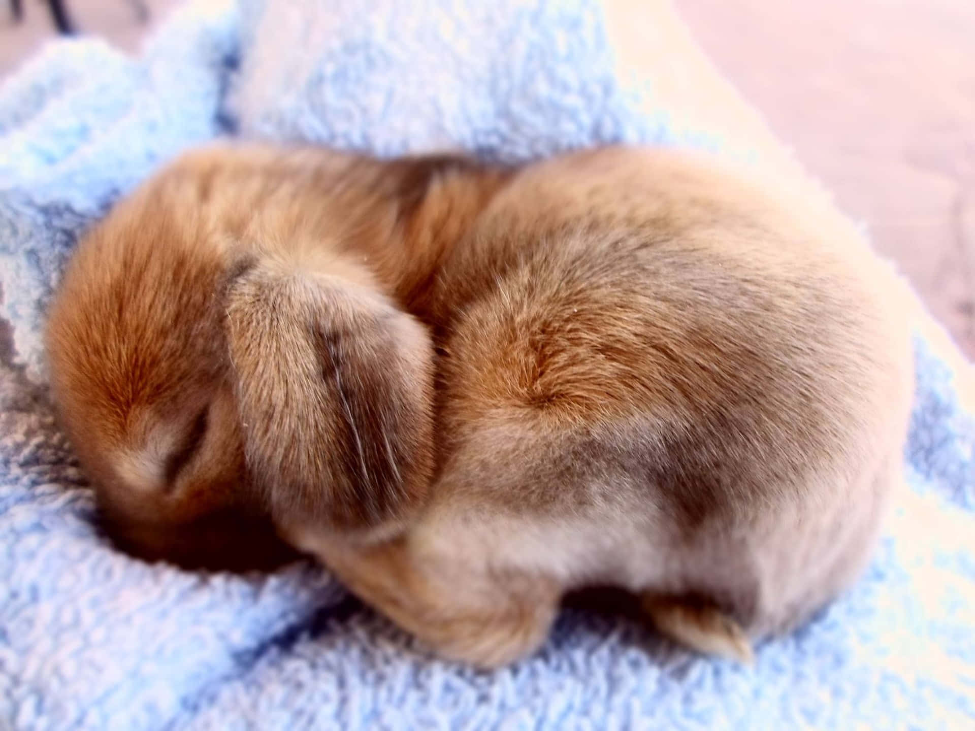 Søvnig sød kanin billed tapet