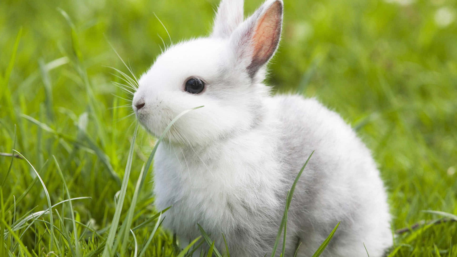 Cute Bunny Billeder 2560 X 1440