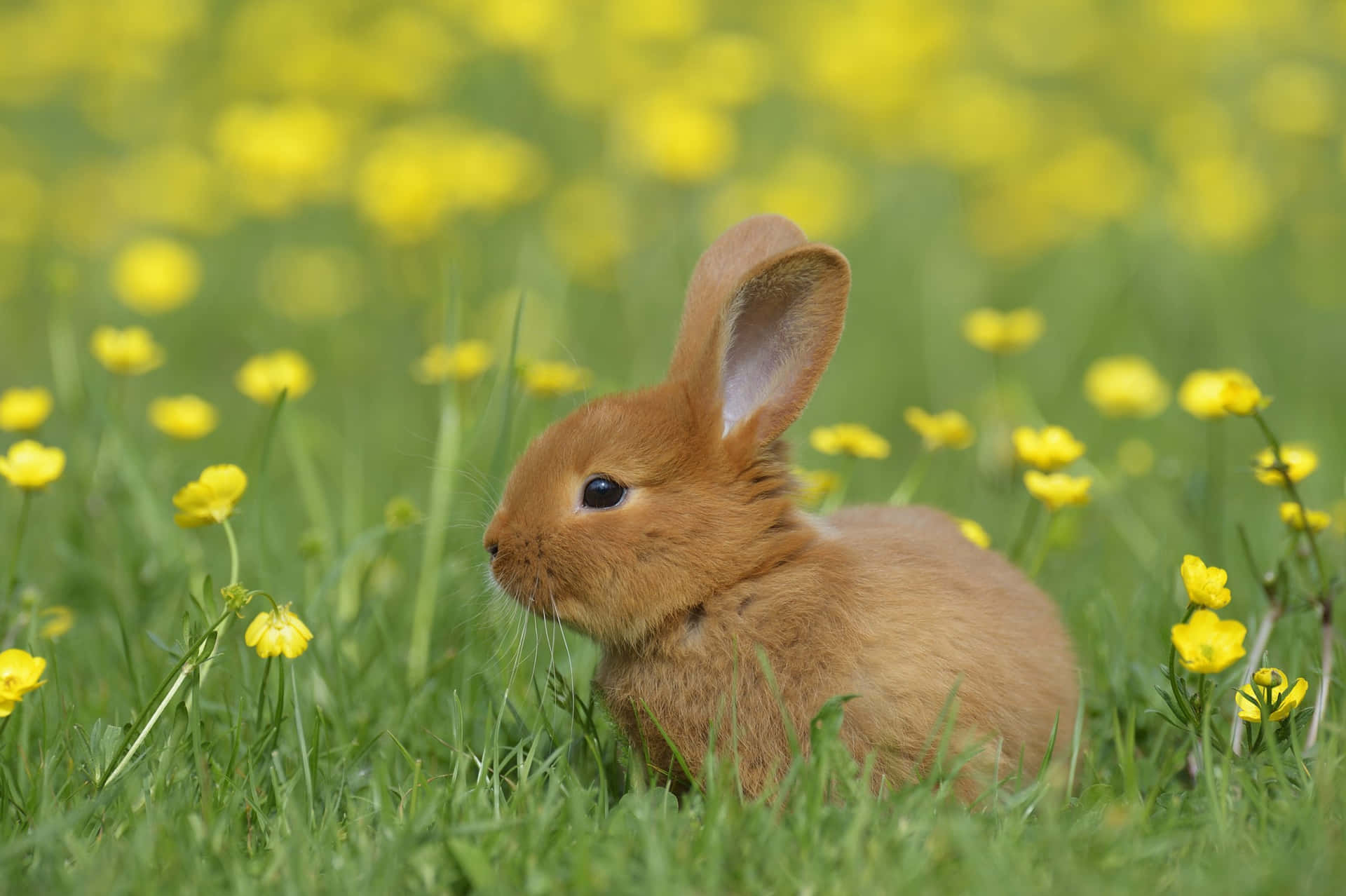 Sød kanin i gule blomsterbillede tapet