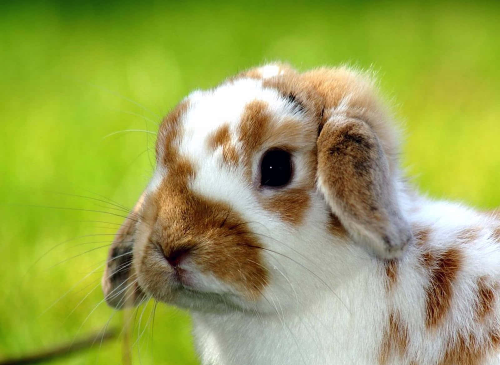 Hvid og brun Holland Lop sød kanin billede