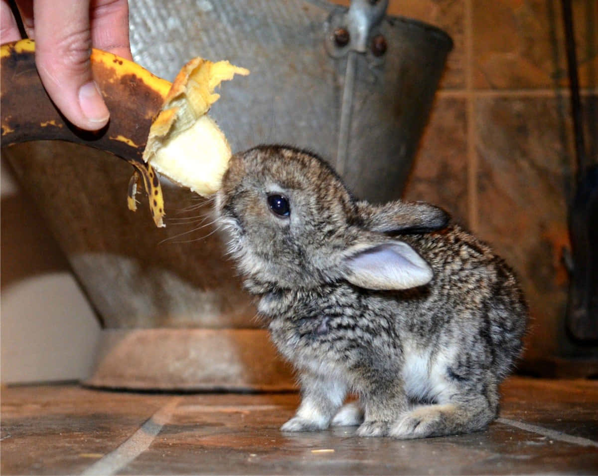 Sød kanin spise bananbillede tapet