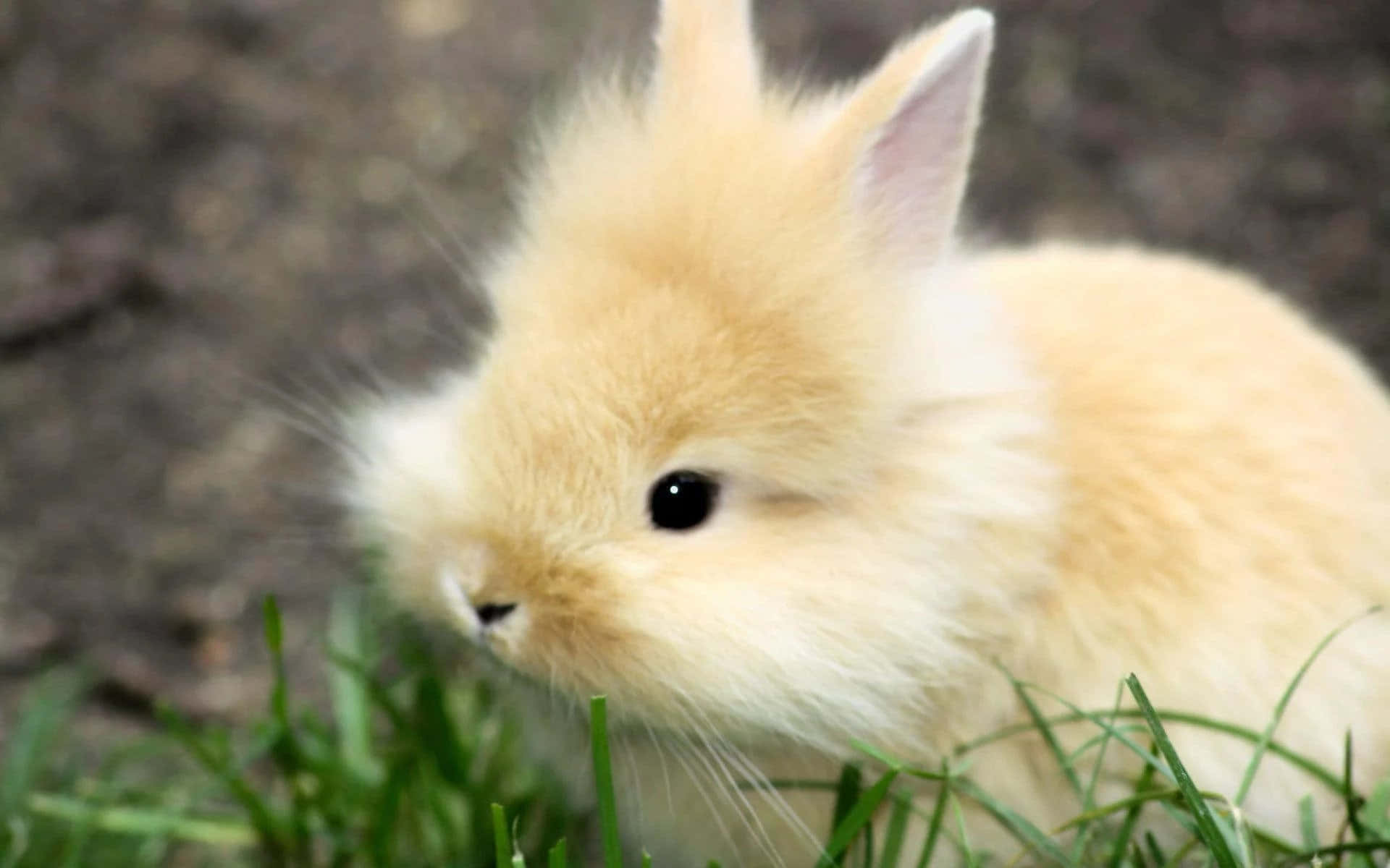 Brune og hvide søde kaninbillede