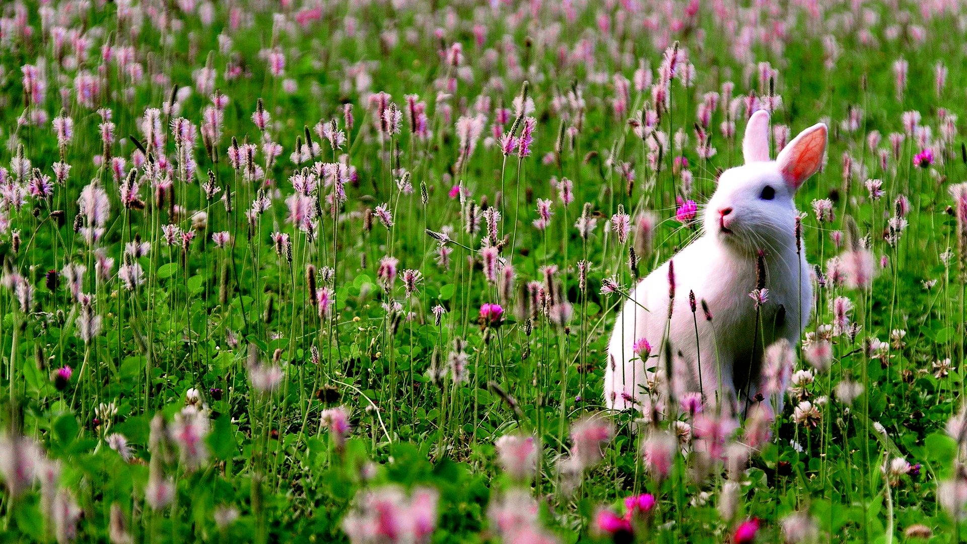 A cute bunny bounding through a flowery meadow Wallpaper