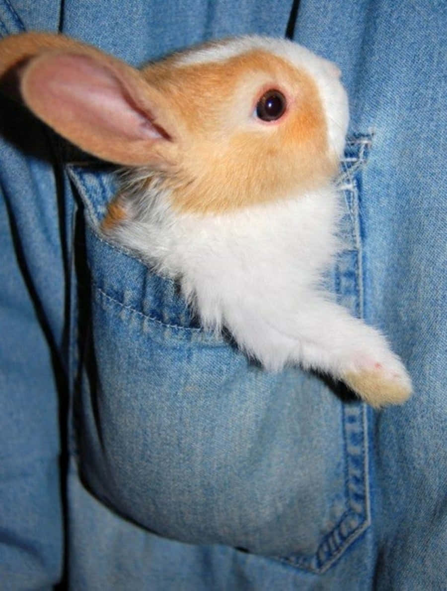 Cute Bunny In Pocket Picture