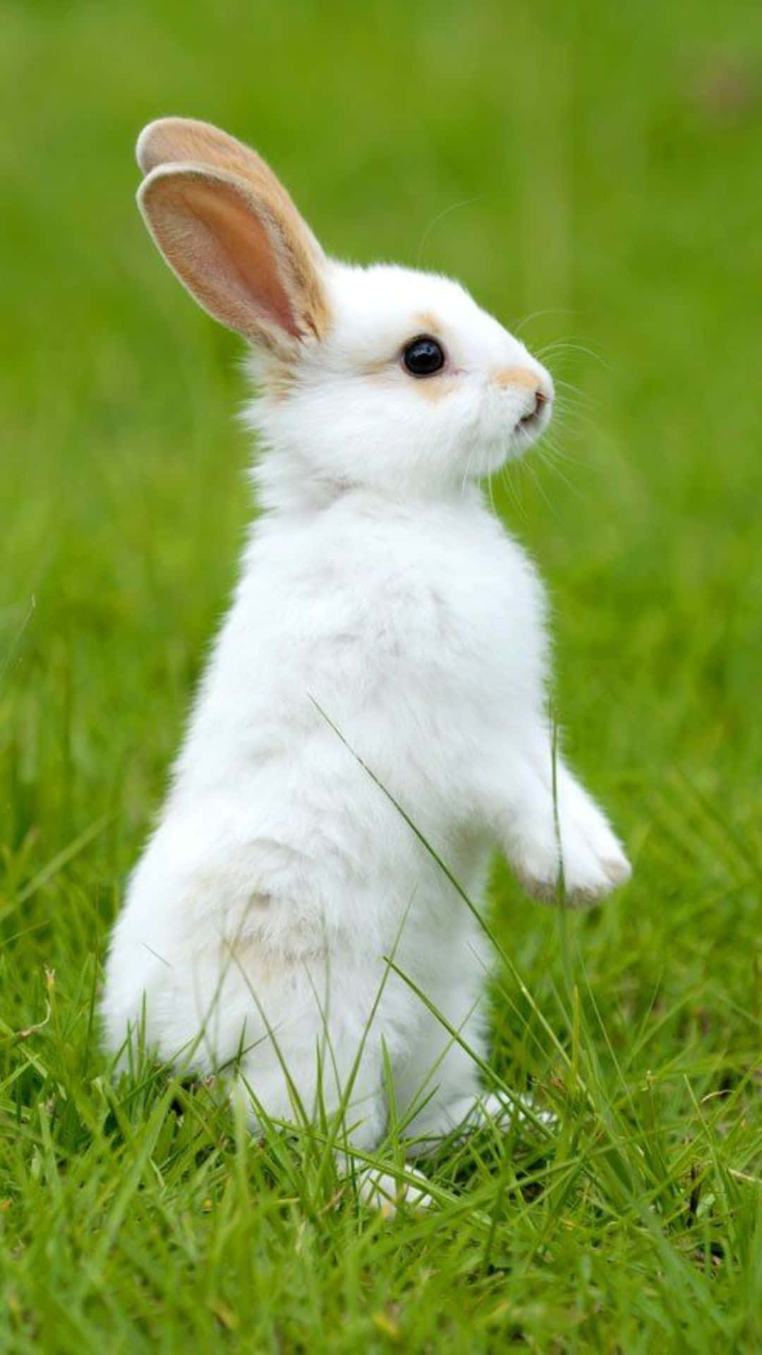 Se hvor sød denne kanin er på den nye Iphone! Wallpaper