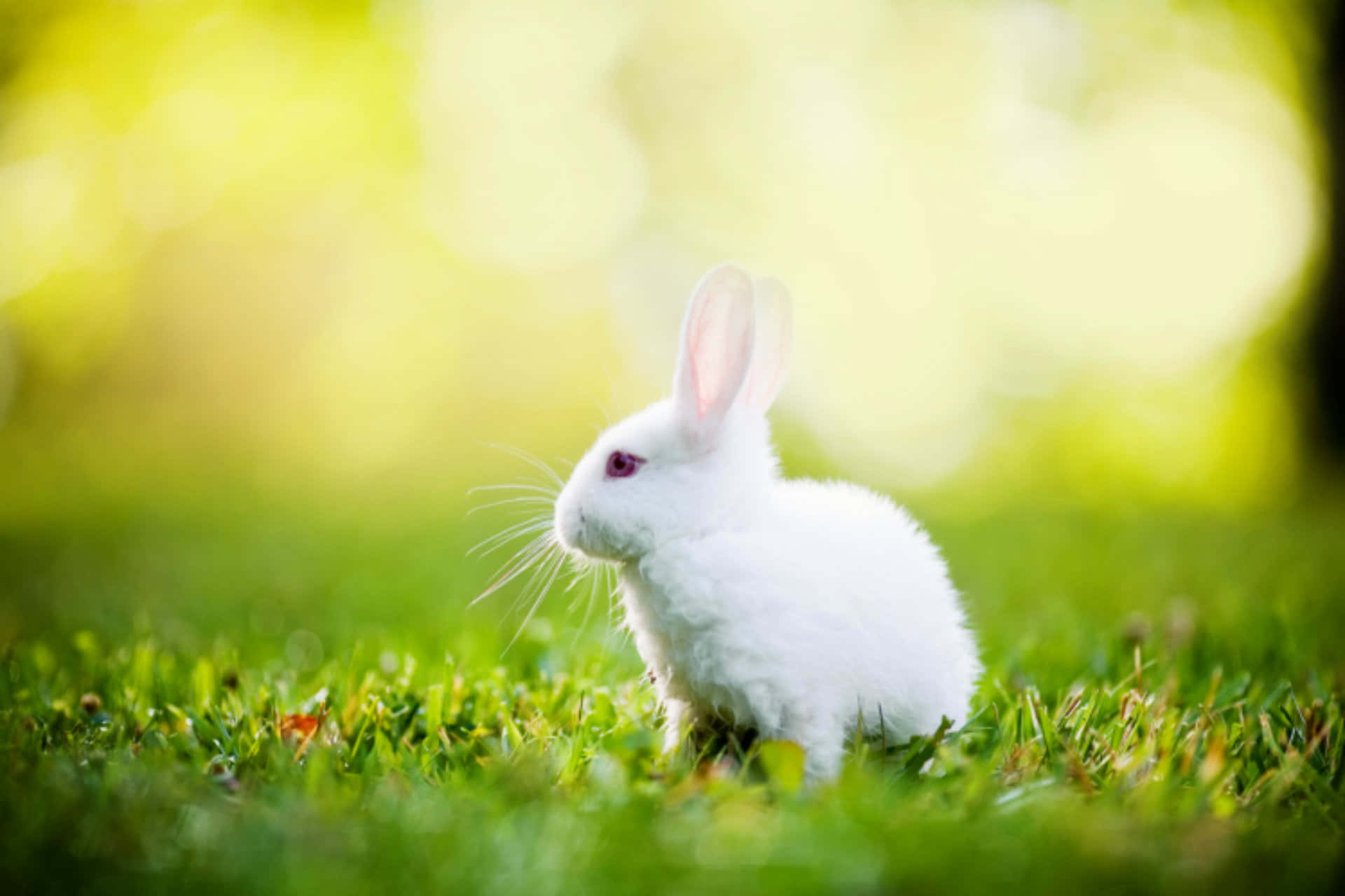 Hvid kanin i græsset Wallpaper