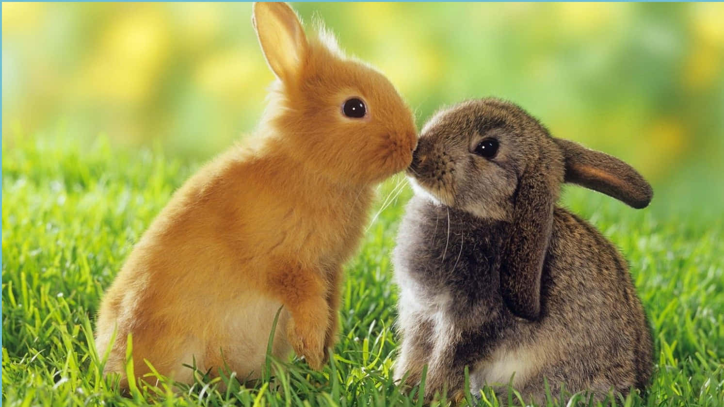 To kaniner kysse i græsset Wallpaper