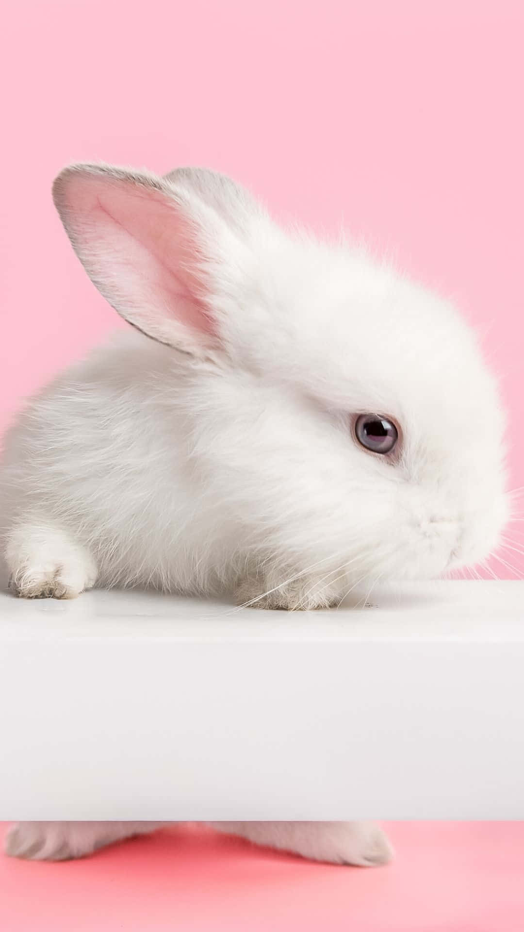 White Rabbit On Pink Background Wallpaper