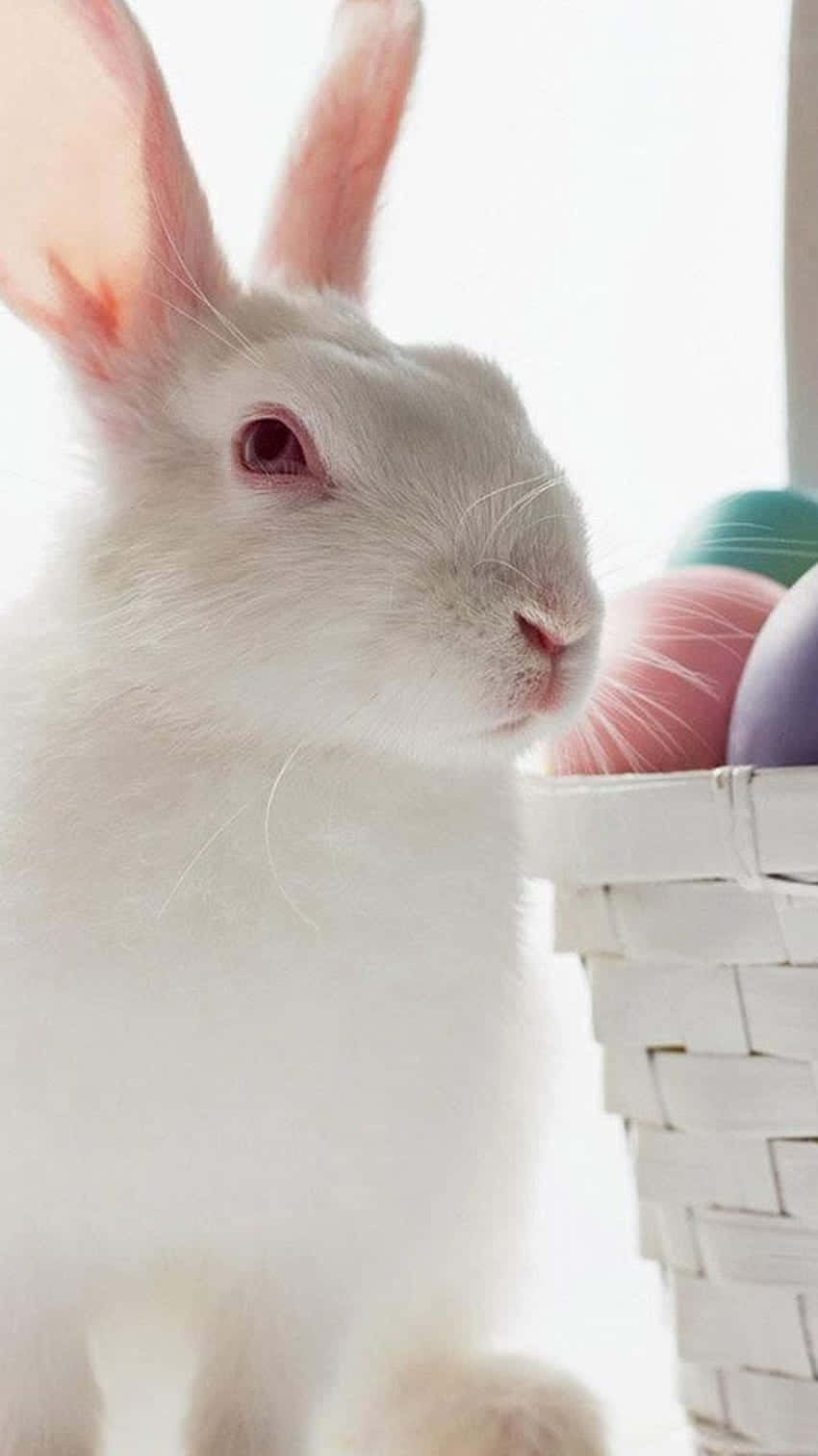 A White Rabbit Is Sitting Next To A Basket Of Colored Eggs Wallpaper