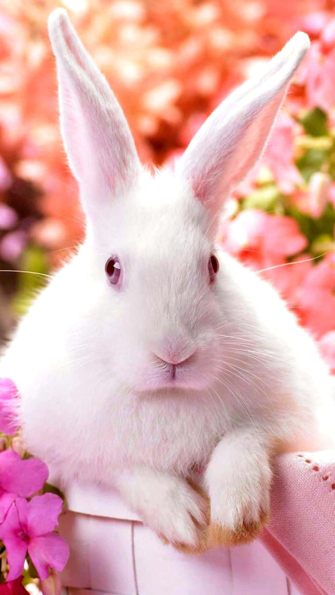 A White Rabbit Sitting In A Basket With Pink Flowers Wallpaper