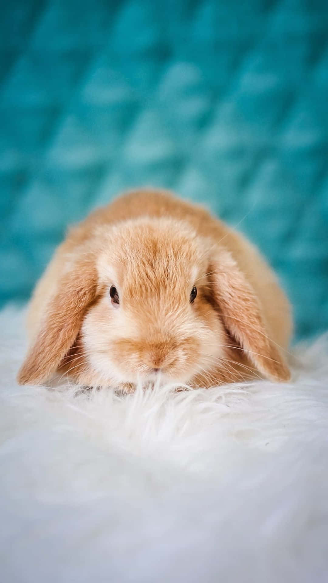 Lås din sødhed op med denne søde kanin iPhone. Wallpaper