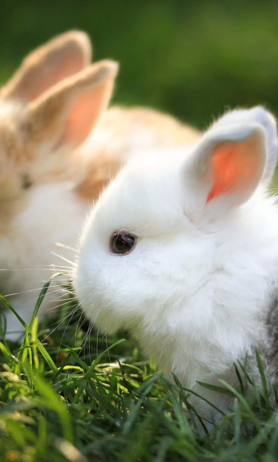 Denne søde kanin er klar til enhver eventyr Wallpaper