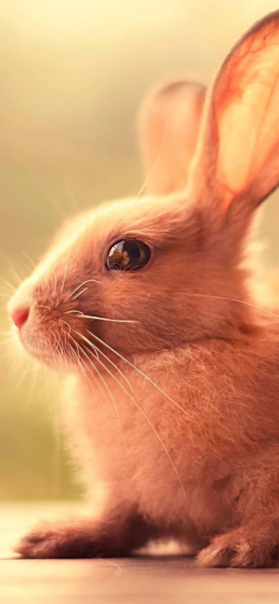!Denne søde kanin er klar til at rock any feature phone! Wallpaper