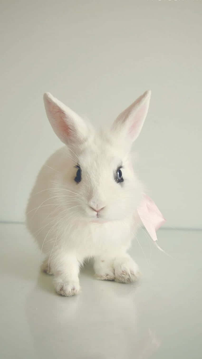 En hvid kanin med et lilla bånd om hovedet Wallpaper