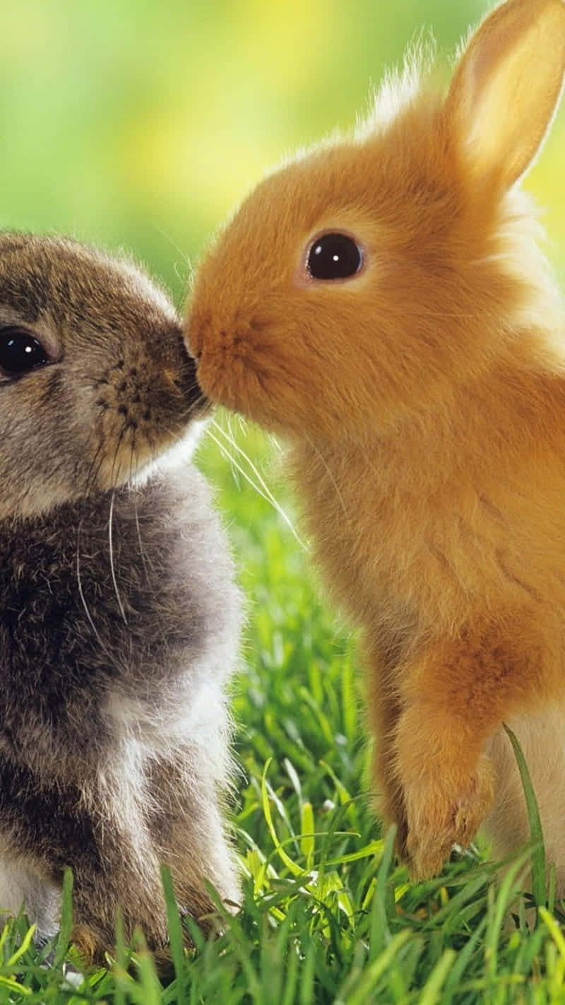 To kaniner kysser i græsset Wallpaper