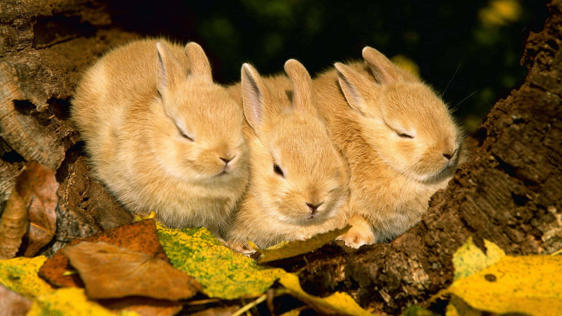 Tre brune kaniner sidder i en træstamme Wallpaper