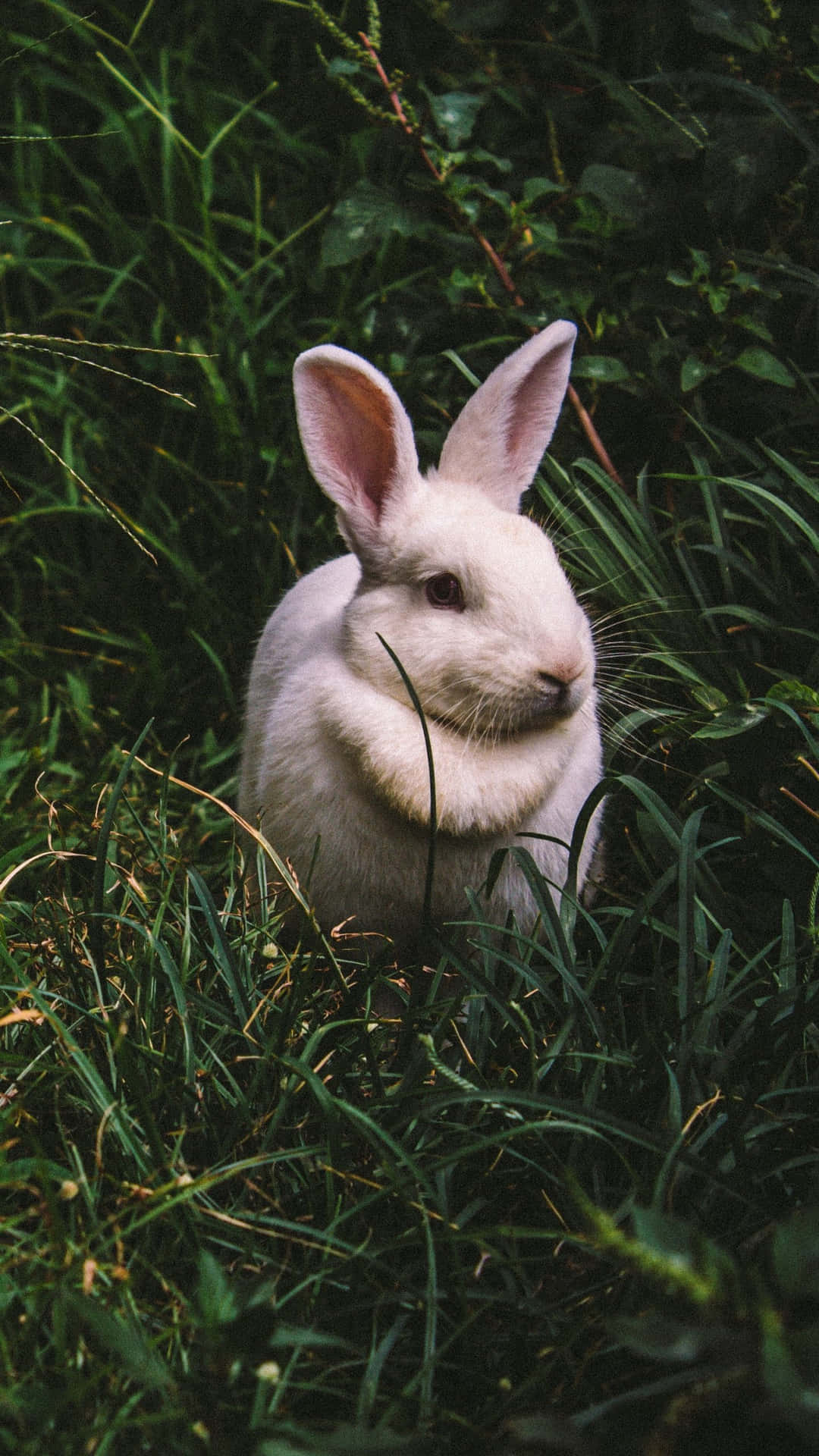 "Say hello to this cute bunny while you enjoy your iPhone!" Wallpaper