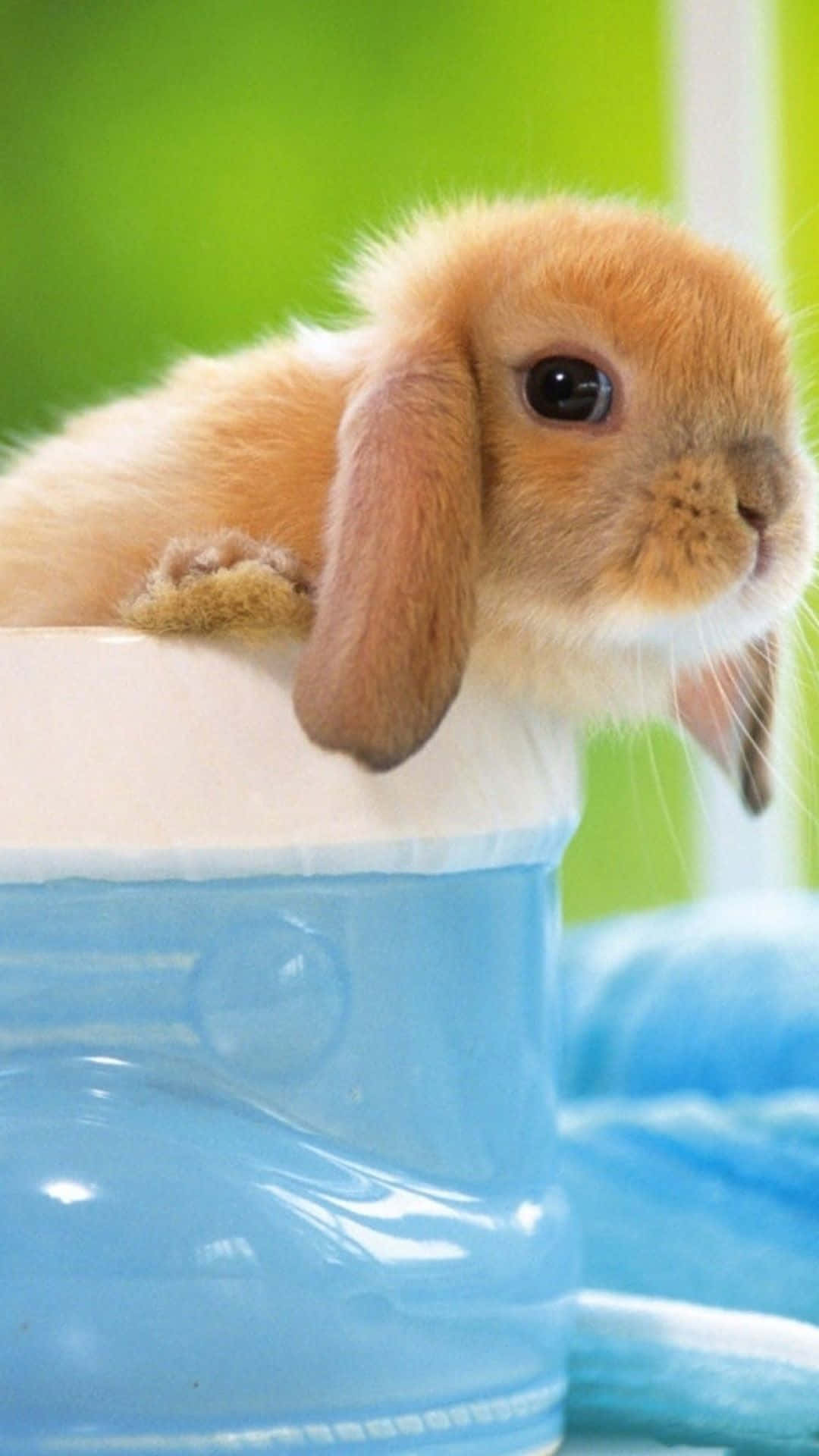 Hold dig opdateret med den nyeste mode med denne søde kanin iPhone-etui! Wallpaper