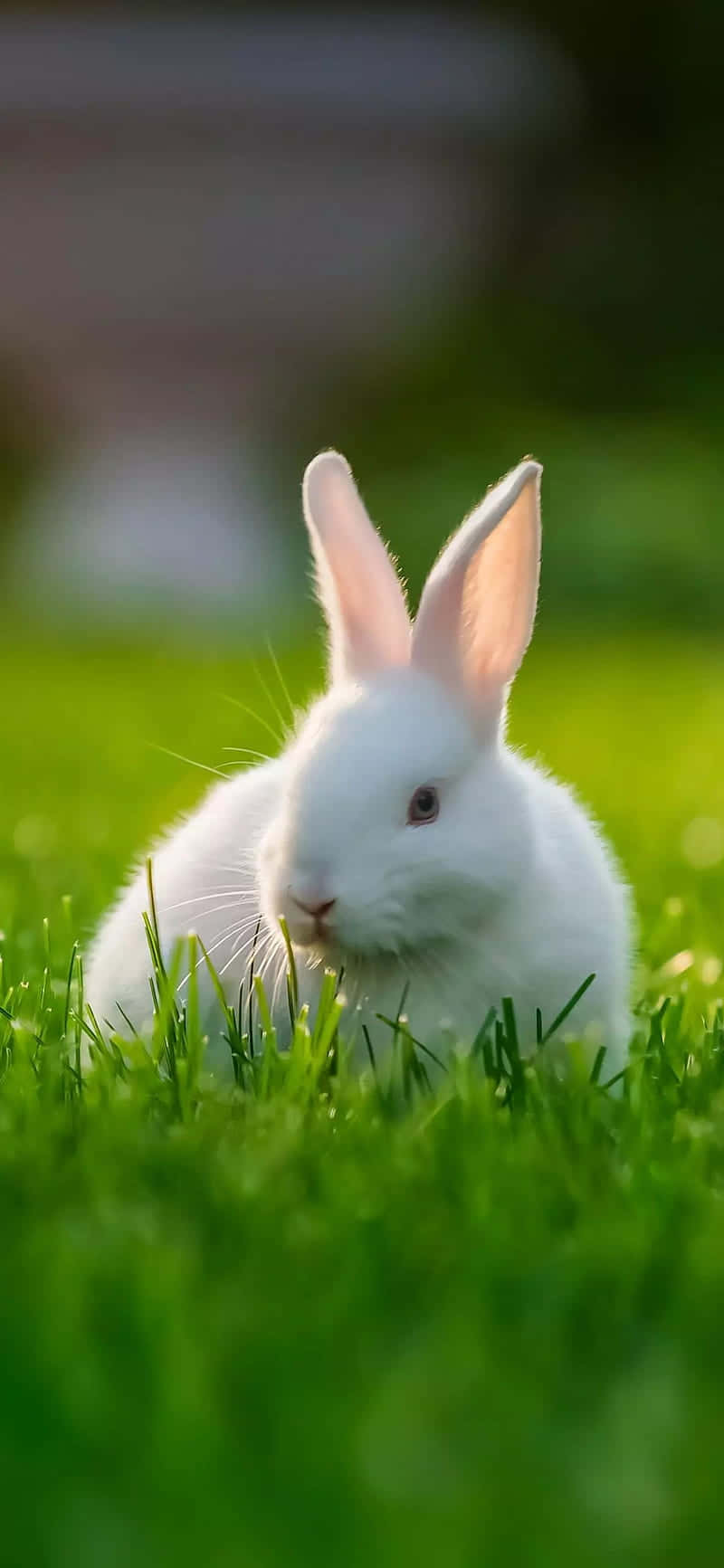 Nyd denne søde kanin med din iPhone Wallpaper
