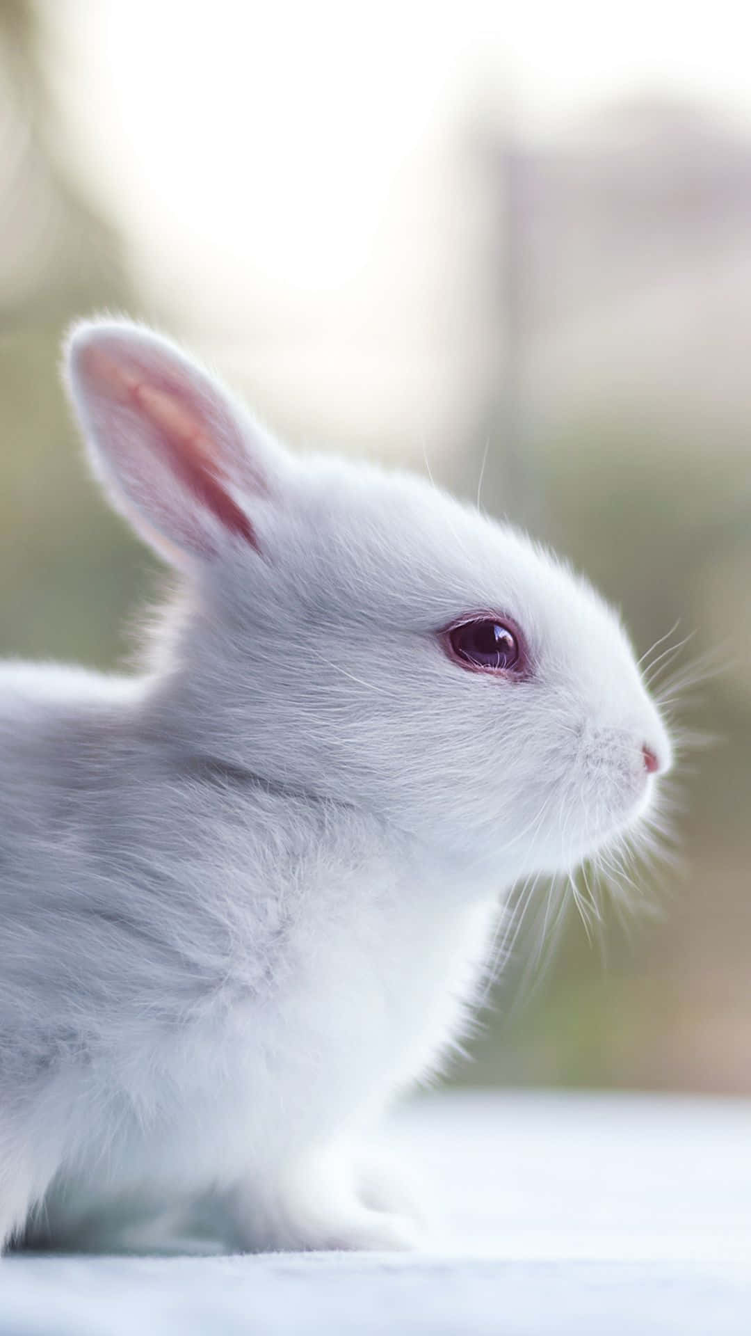 hvide kaniner, søde, søde kaniner, søde kaniner, søde kaniner, søde kaniner, søde kaniner, søde kaniner, sød kanin Wallpaper